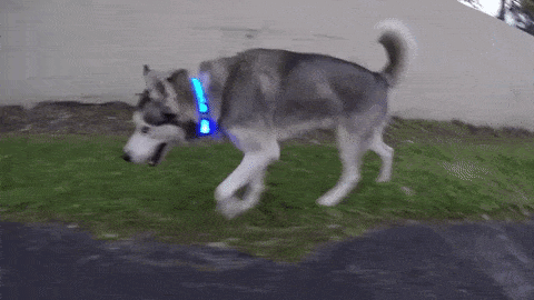 rechargeable light up dog collar uk