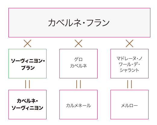 品種の家系図