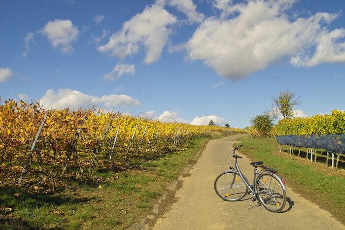 07bicycle-in-wineyards