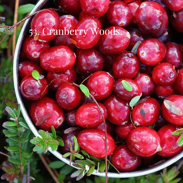 53. Cranberry Woods - Large 12oz