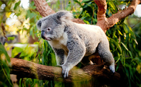 Koala victoria wildlife org