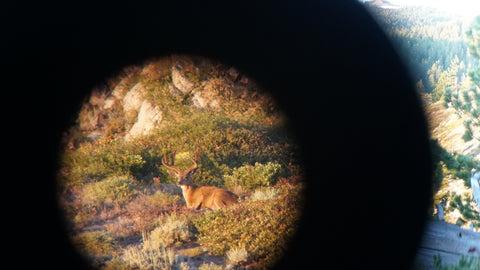 Mule Deer in Spotting scope