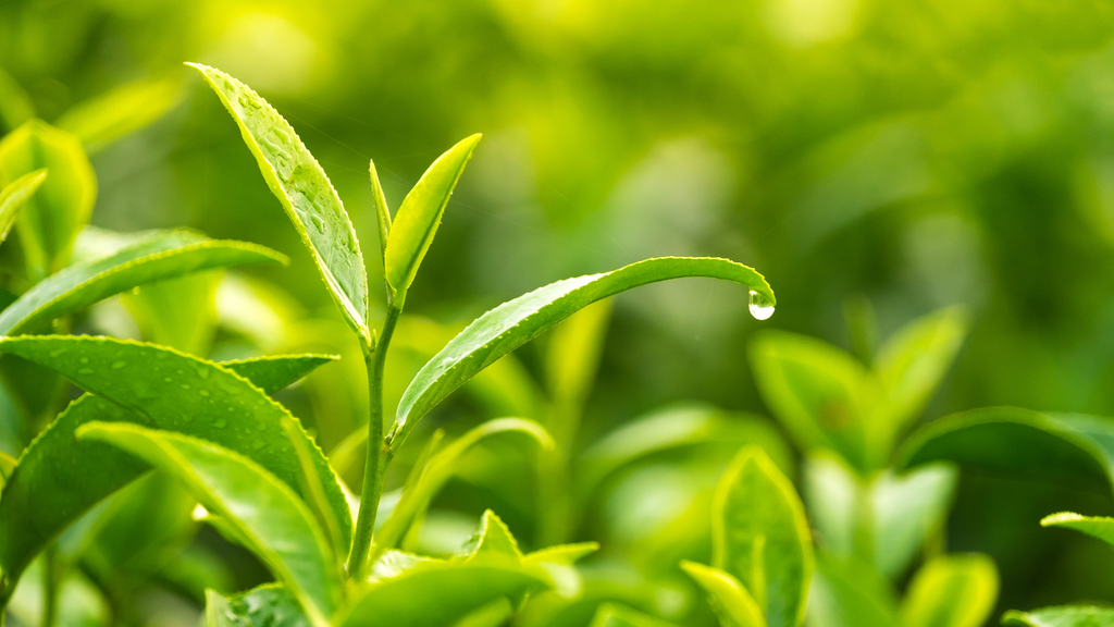 Matcha tea leaves anti-inflammatory