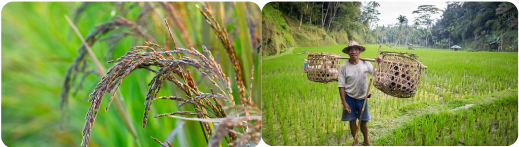 black rice, sprouted black rice, sprouted black rice, farmer, Chiang Mai, Chiang Rai, rice farmer, Thailand 