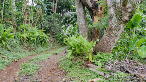 Coffee Farm crops organic and grown using no pesticides or herbicides