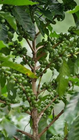 Unripe organic coffee fruit