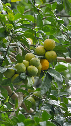 Organic oranges on a tree in south america