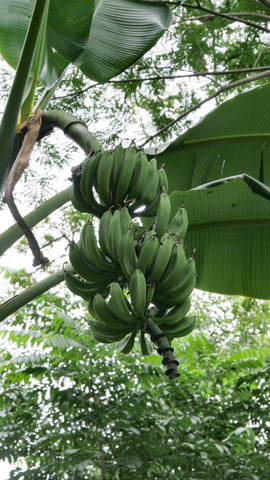 Organic bananas on a tree in south america