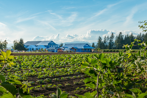 U-pick berry farm in Langley BC. Pick your own berries. Fraser Valley upick berry farm with a Market, onsite Bakery, local langley winery, award winning BC wines