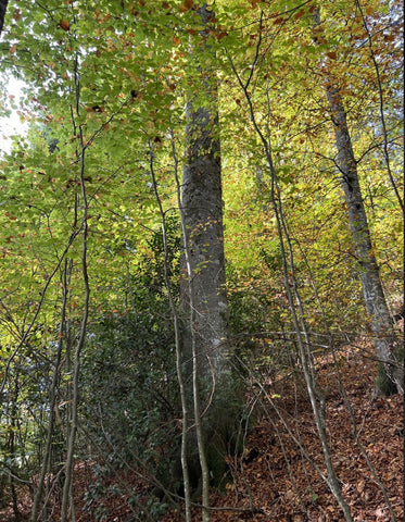 Albero delle immagini