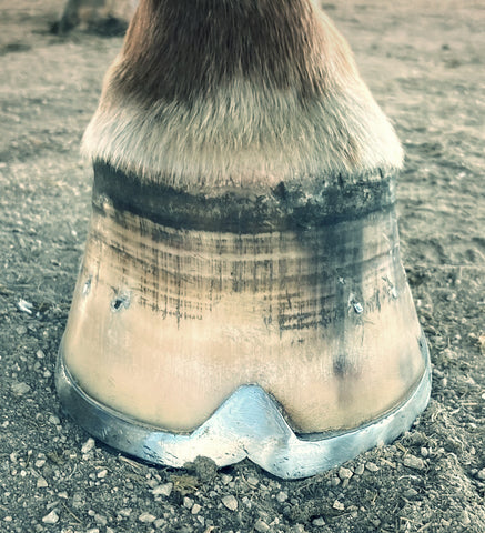 Heartland Horseshoeing School - Professional Farrier Course