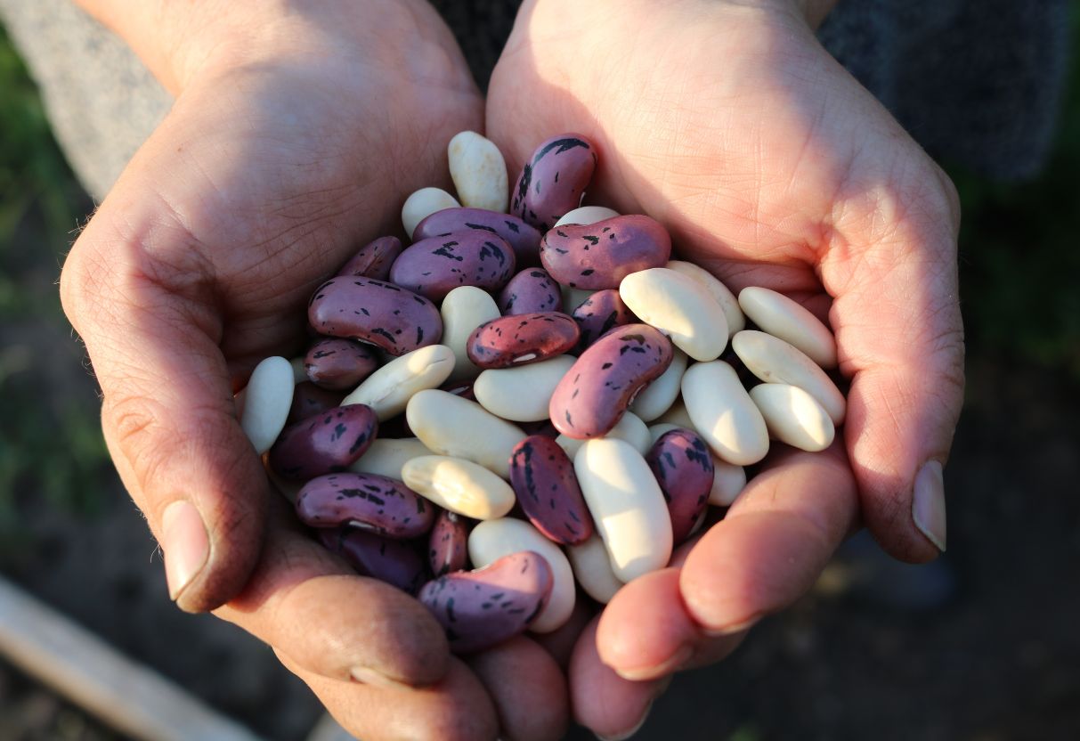 Broad beans arranged in a colorful array, with a vibrant mix of green, white, and purple hues. Surrounding the beans are various symbols representing the health benefits, such as a heart for cardiovascular health and a brain for cognitive function