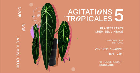 Visuel de l'évènement agitations tropicales avec Noé Bouture OkOk Bordeaux La Chemise Club. Illustration d'une plante avec silhouette mannequin multicolore