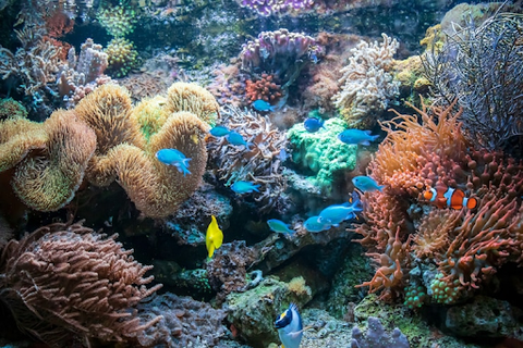 A descoberta sobre a oxibenzona e os corais