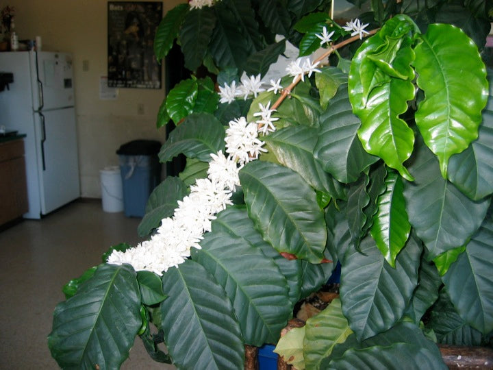 Jungle Jasmine : Coffee Flowers