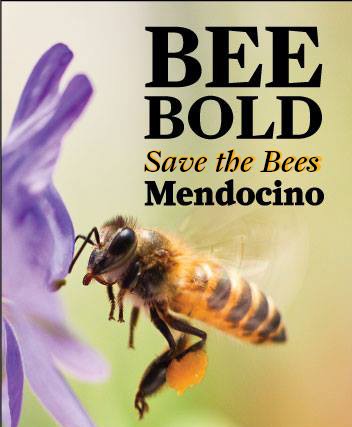 Bee Bold Mendo