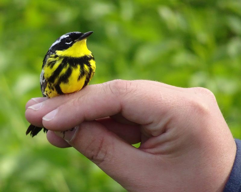 magnolia-warbler