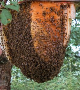 Natural beehive