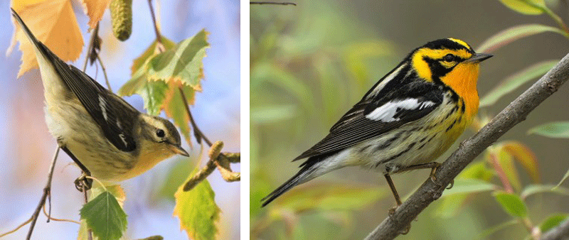 Blackburnian Warbler Coffee