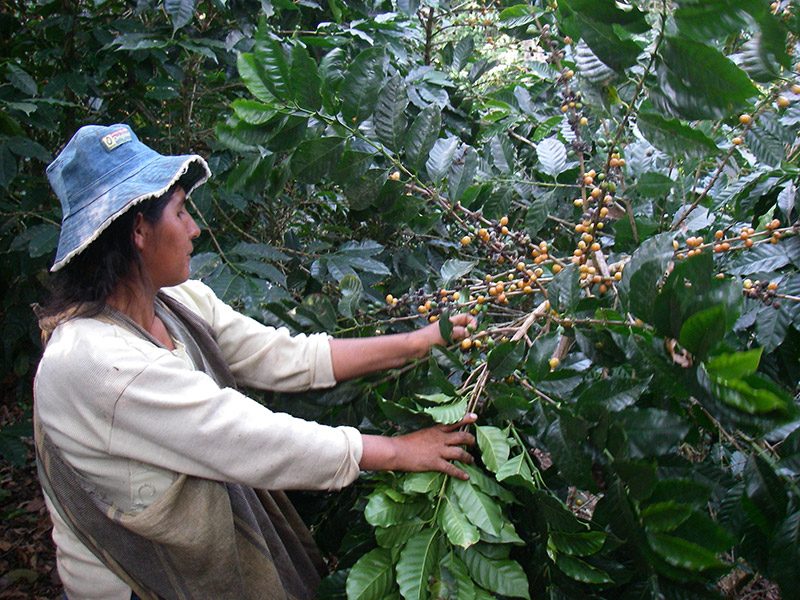 coffee farmer bolivia