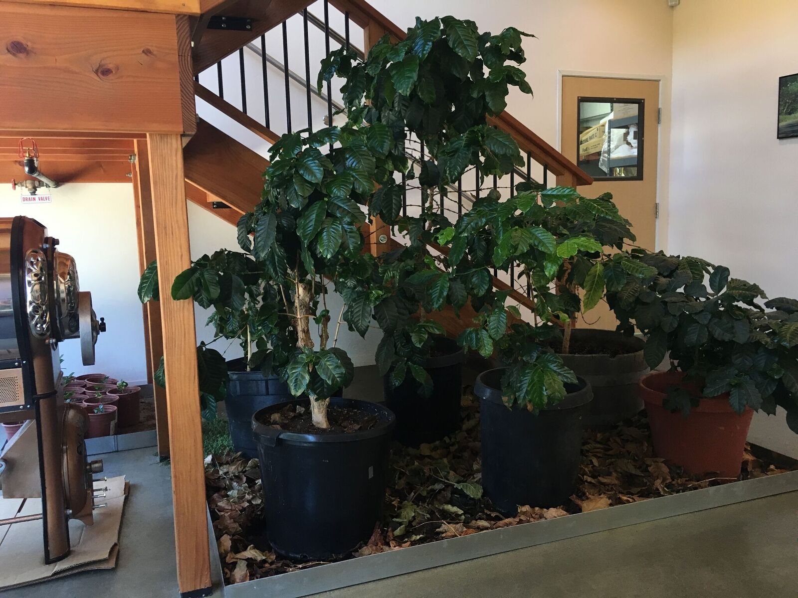 Coffee Trees growing in the office
