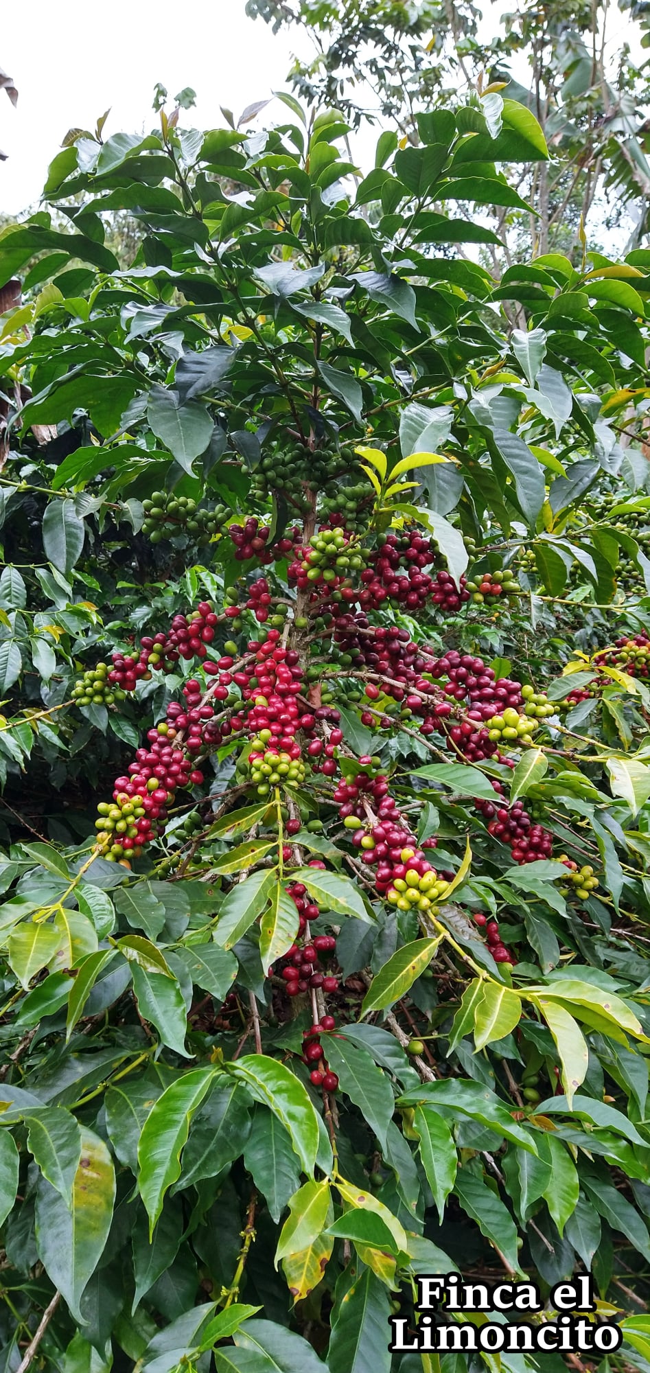 coffee tree