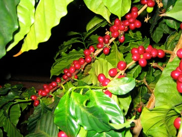 Ripe Coffee Cherries