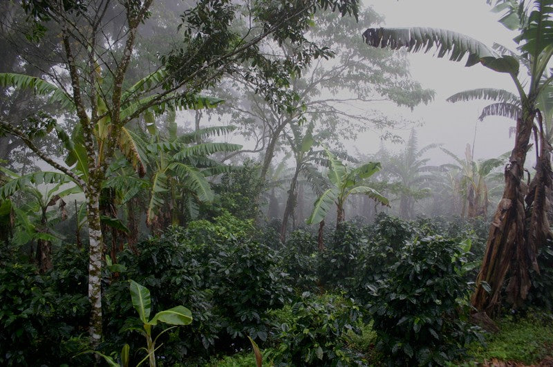 Shade grown coffee