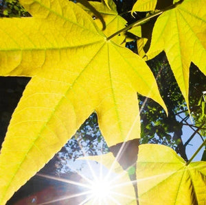 Acer pseudovilsonii - Pseudowilson's Maple - 10 seeds - VIRIAR