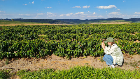 Kaffeepflanzen Brasilien Farm