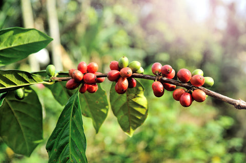 Growing Region of Coffee | Breeze Valley