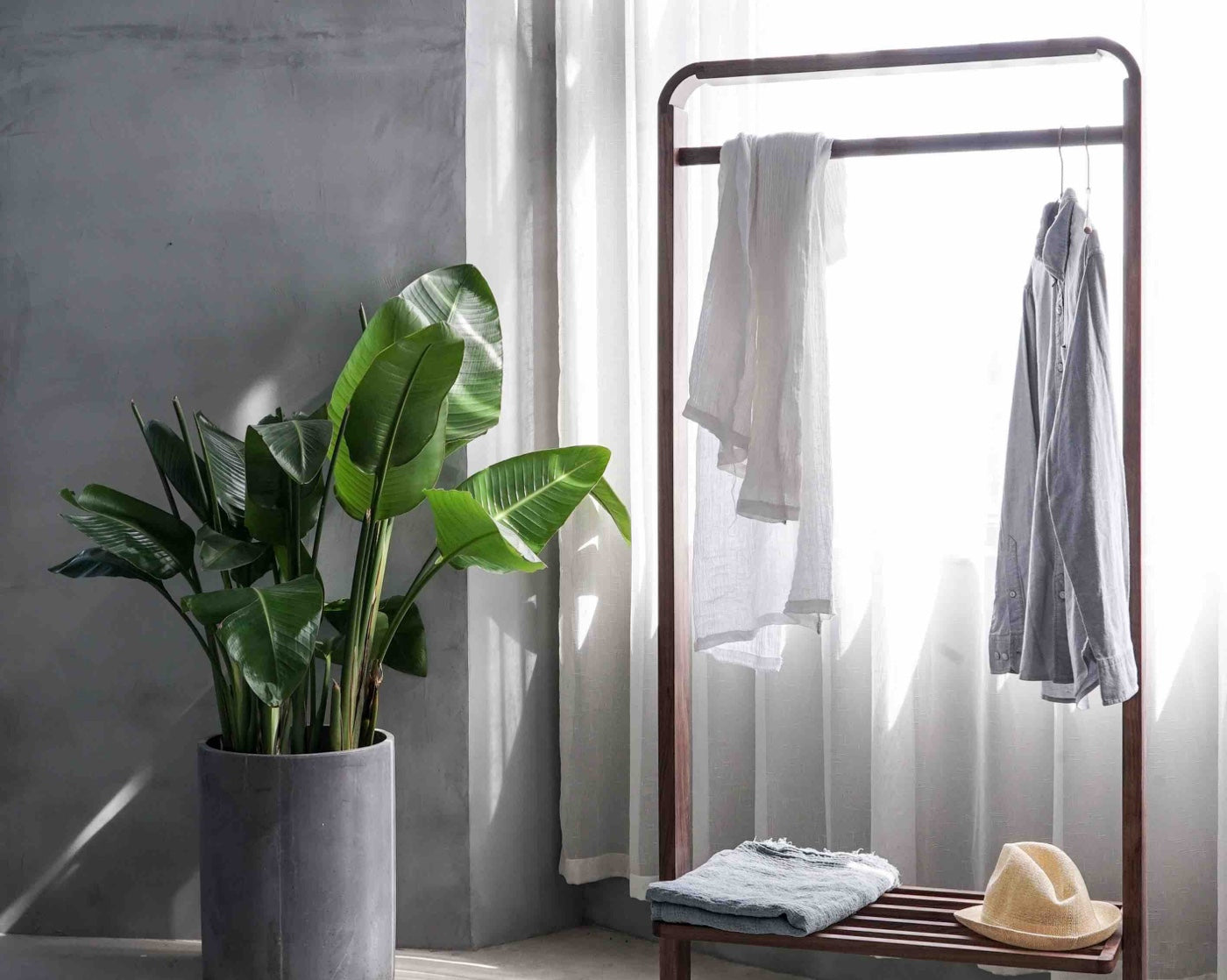 Minimal room with plant and hanger