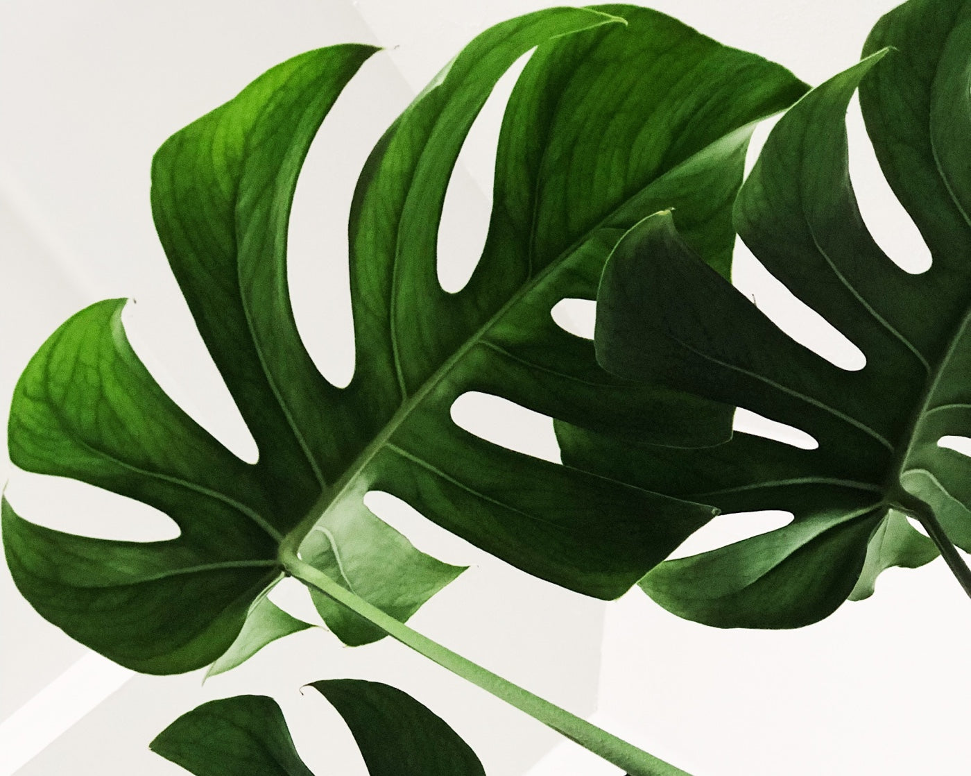 Monstera Plant