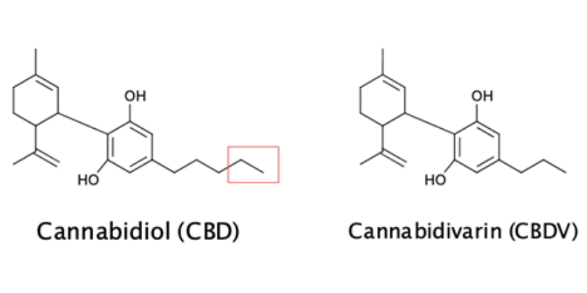 CBD and CBDV are remarkably similar. The primary difference is in their structure. 