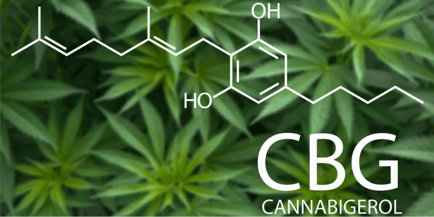 Cannabigerol commonly known as CBG is obtained from the cannabis plant. 