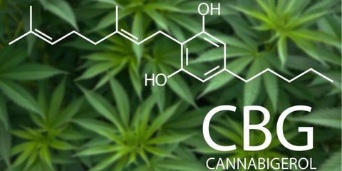 Cannabigerol (CBG) is popularly known as the mother of all cannabinoids. 