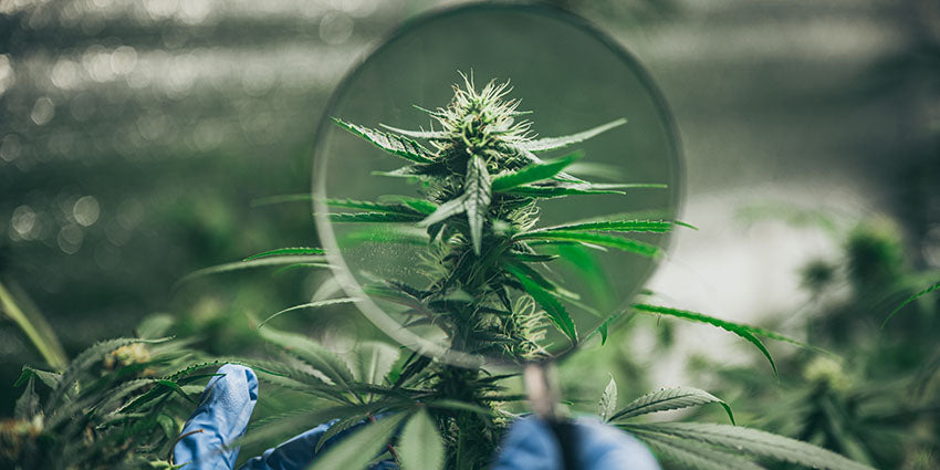 Magnifying glass on a hemp plant flower with CBDV cannabinoids. Buy CBDV + CBD oil and CBDV gummies.