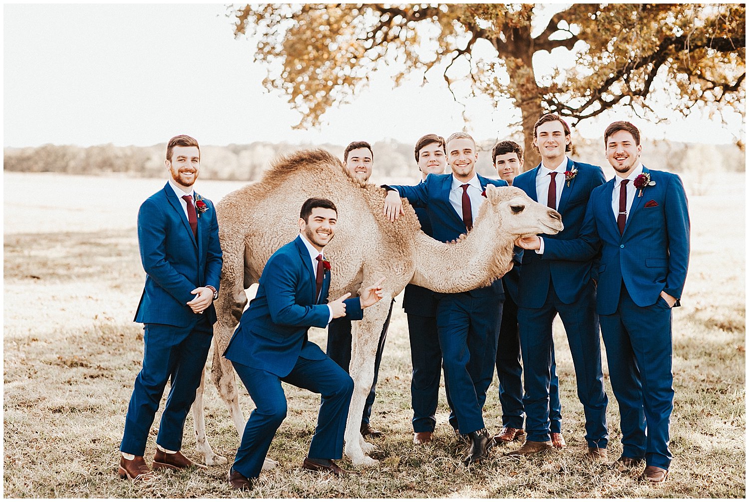 Groomsmen posing in front of a camel for a fun pose