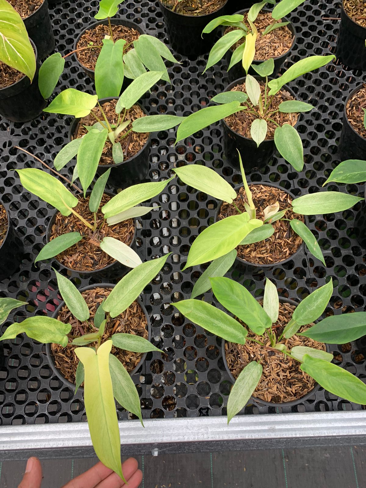 Philodendron "Florida Ghost" x squamiferum variegata variegated *Preorder* (6437P:2)