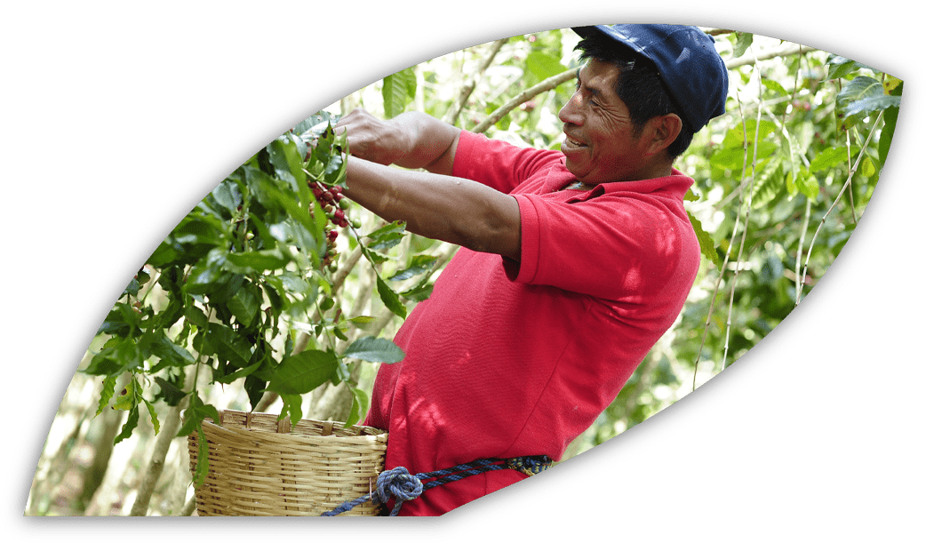 Comercio justo con productores mexicanos de café