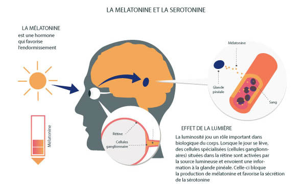 serotonine et melatonine