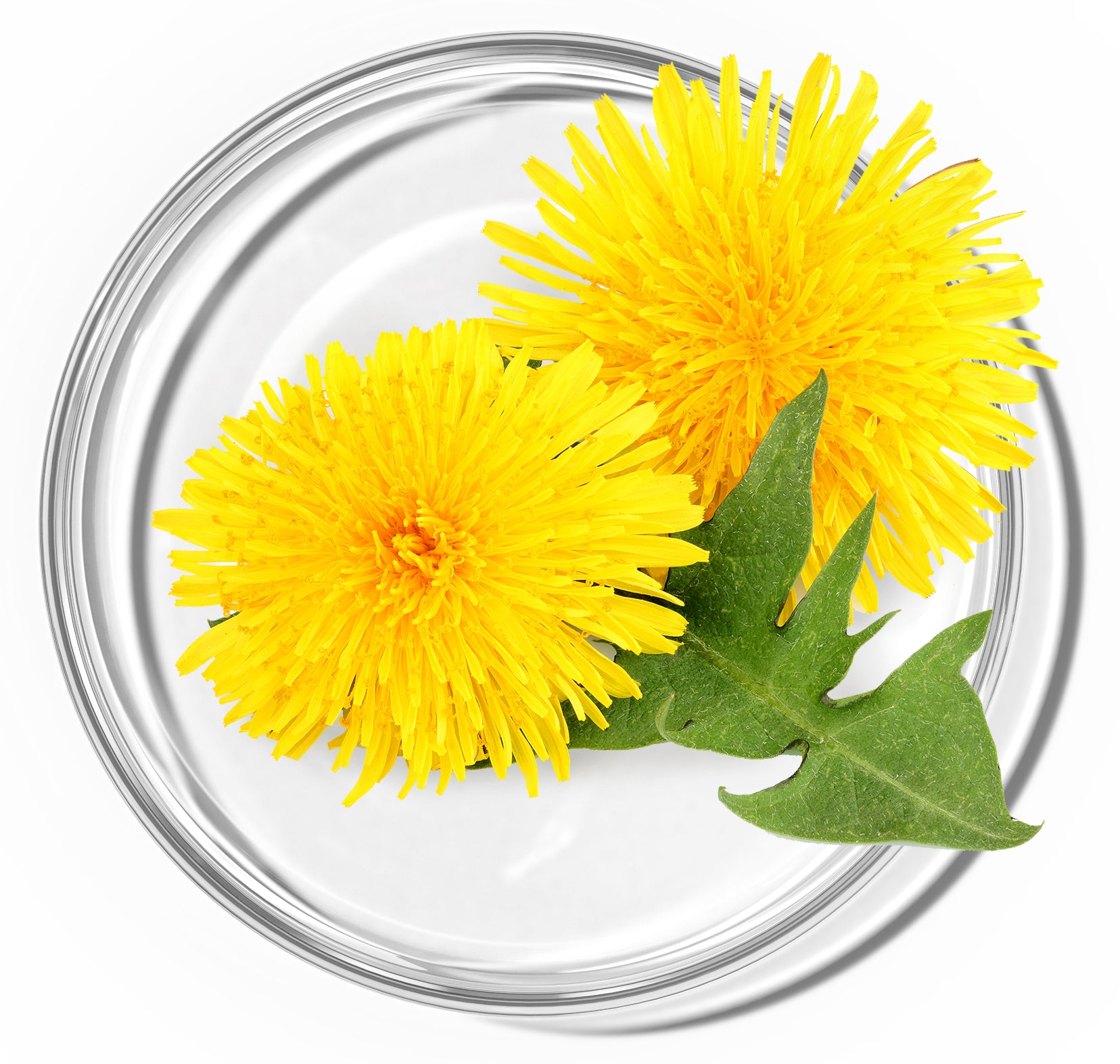 Dandelion