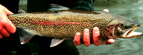 Trout