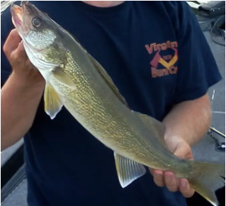 Walleye