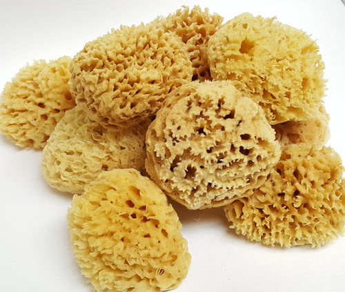 Natural Bath Sponge Sea Sponge – Natural Resources: Pregnancy + Parenting