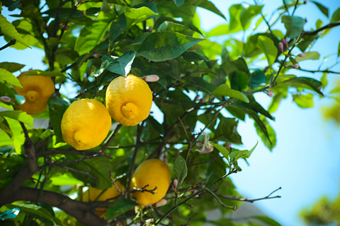 Lemon Tree