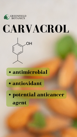 80% carvacrol wild harvested Mediterranean oregano oil oil of oregano greenfield botanics