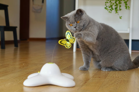 The 'Busy Butterfly', one our best-selling interactive cat toys, and a cat favorite!