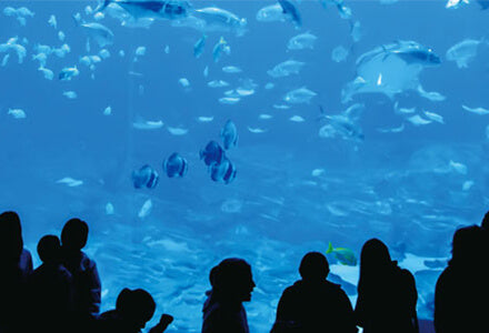 水族館の水槽にも使われるくらい細かい傷が付きにくい。