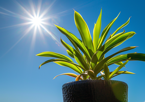 fabric pots help regulate root temperature